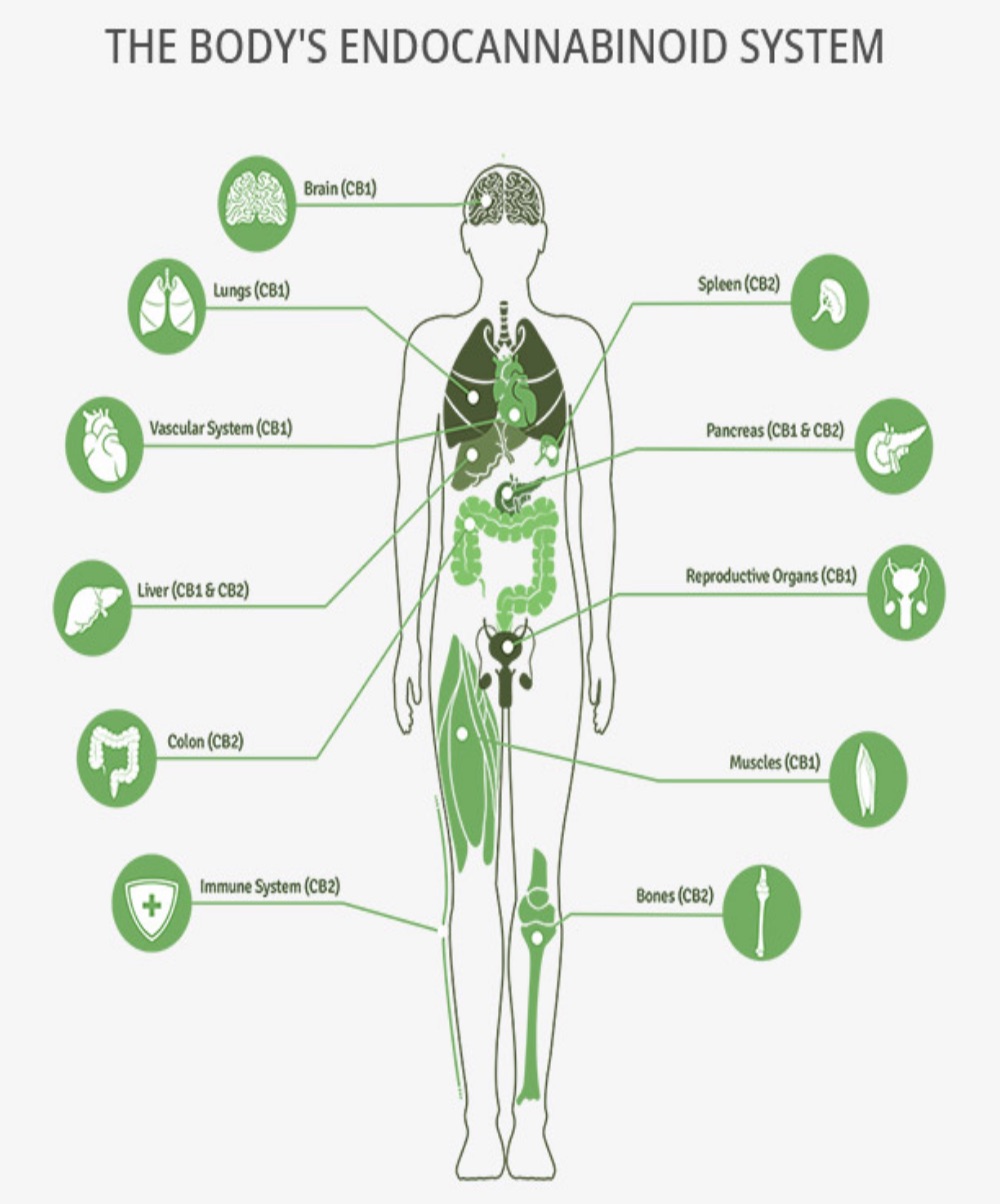 What Is The Endo-Cannabinoid System & The History Of ECS