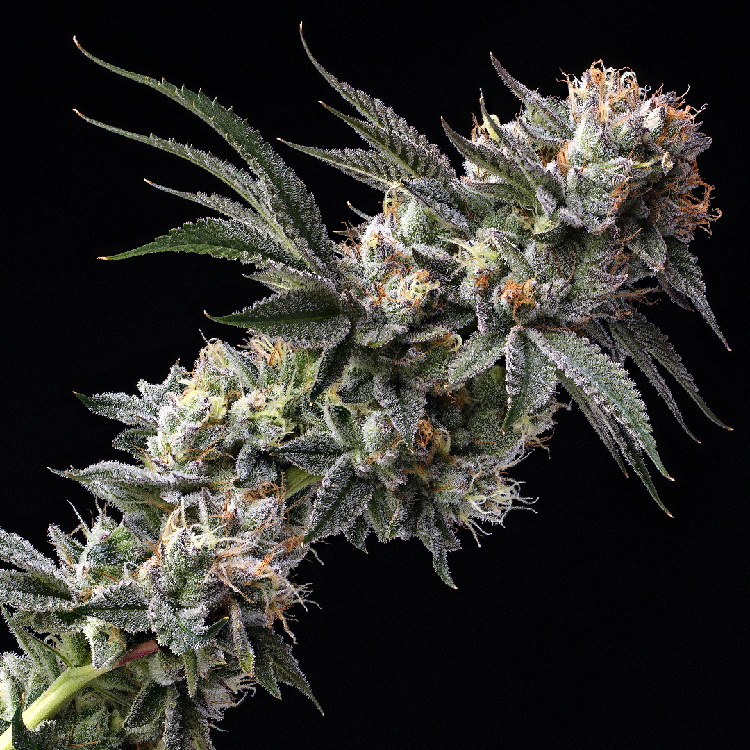 Cream Cannabis’ Strain Of The Year!