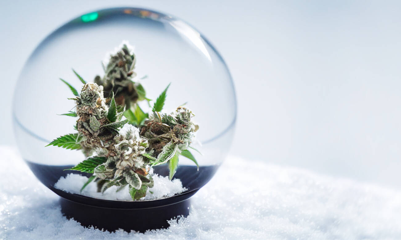 Top 5 Strains To Keep You Motivated Through Winter